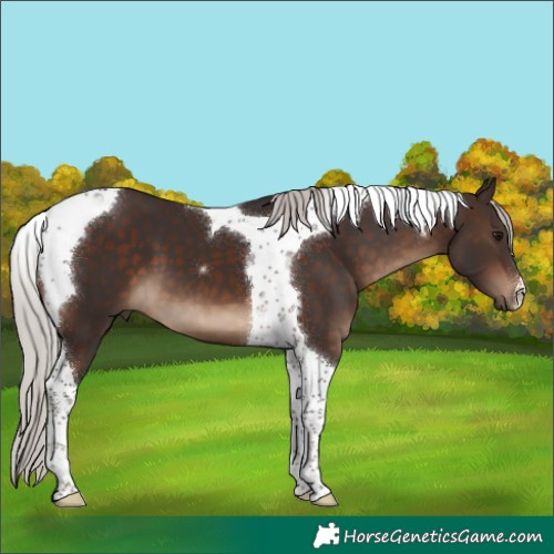 Horse Color:Silver Brown Tobiano