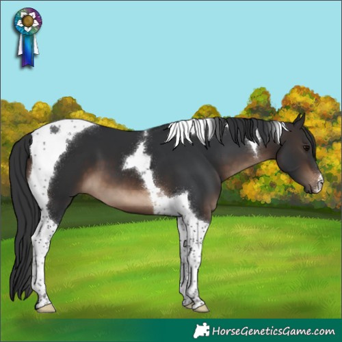 Horse Color:Brown Tobiano