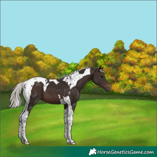 Horse Color:Silver Brown Tobiano