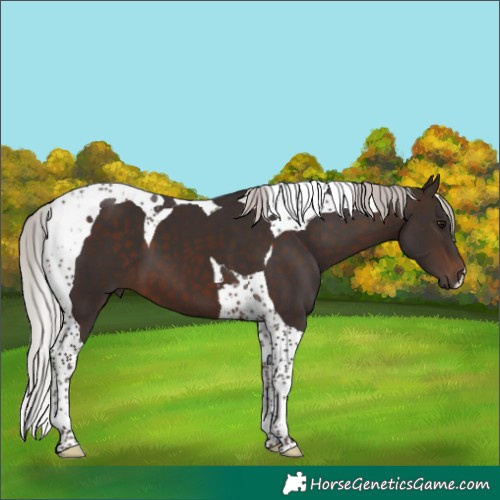 Horse Color:Silver Brown Tobiano