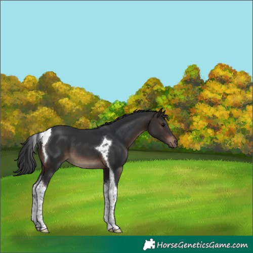 Horse Color:Brown Tobiano 