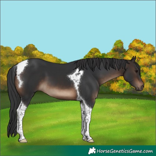 Horse Color:Brown Tobiano 