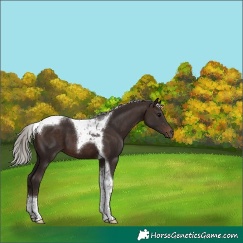 Horse Color:Silver Brown Tobiano 