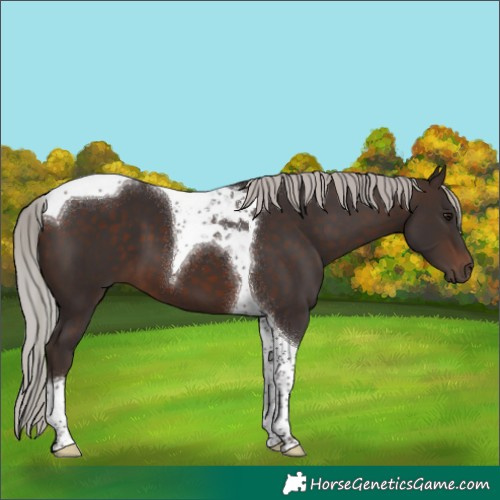 Horse Color:Silver Brown Tobiano