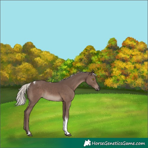 Horse Color:Silver Black Tobiano