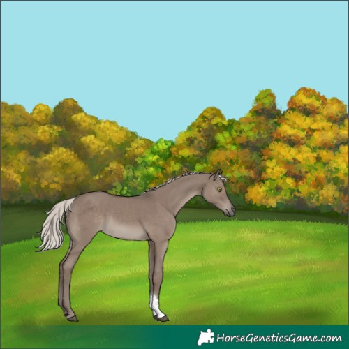 Horse Color:Silver Grullo Tobiano Rabicano 