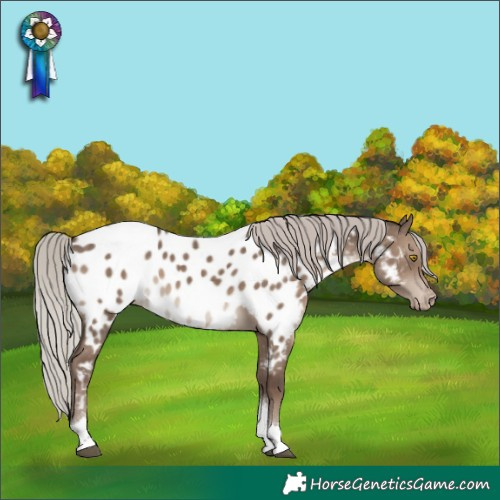 Horse Color:Silver Grullo Tobiano Appaloosa Rabicano 