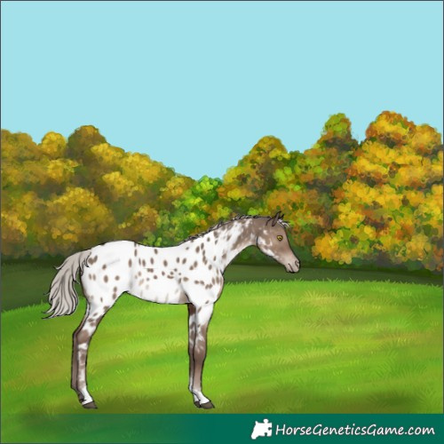 Horse Color:Silver Grullo Tobiano Appaloosa Rabicano