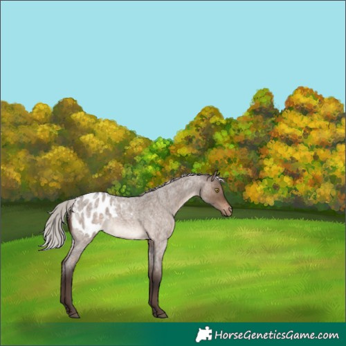 Horse Color:Silver Brown Roan Dun Appaloosa 