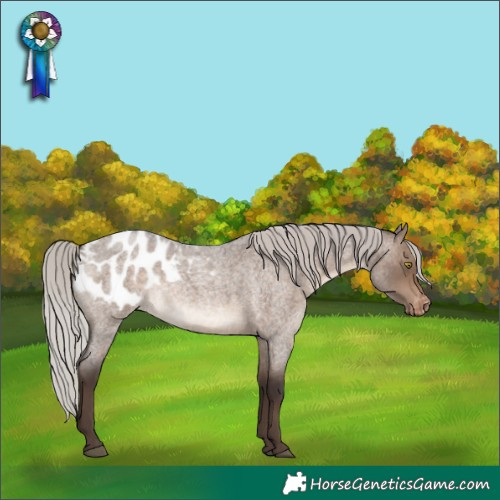 Horse Color:Silver Brown Roan Dun Appaloosa