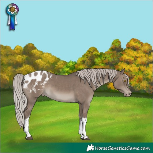 Horse Color:Silver Grullo Tobiano Appaloosa