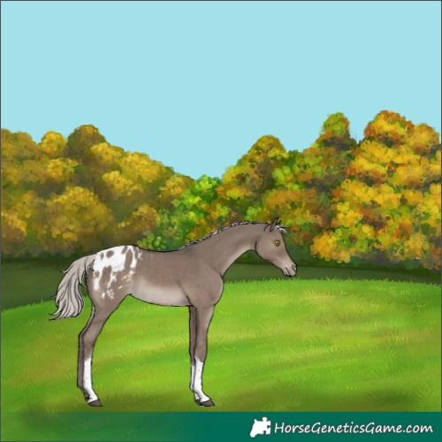 Horse Color:Silver Grullo Tobiano Appaloosa 