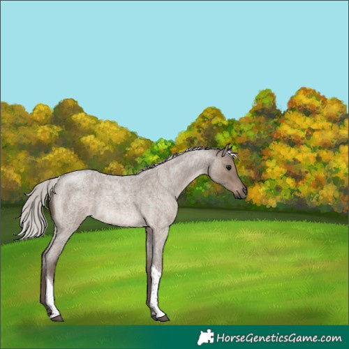 Horse Color:Silver Grullo Roan Tobiano Rabicano 