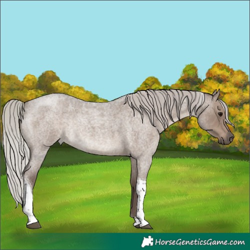 Horse Color:Silver Grullo Roan Tobiano Rabicano 