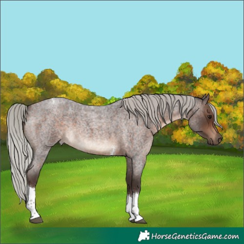 Horse Color:Silver Brown Roan Tobiano