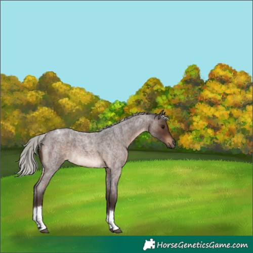Horse Color:Silver Brown Roan Tobiano 