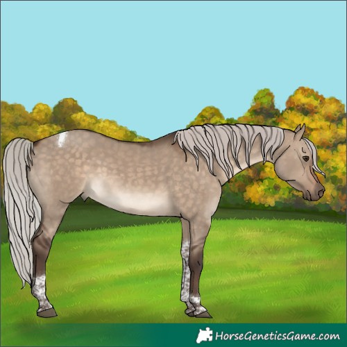 Horse Color:Silver Brown Dun Tobiano