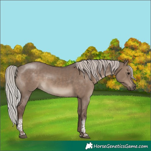 Horse Color:Silver Grullo Tobiano Rabicano