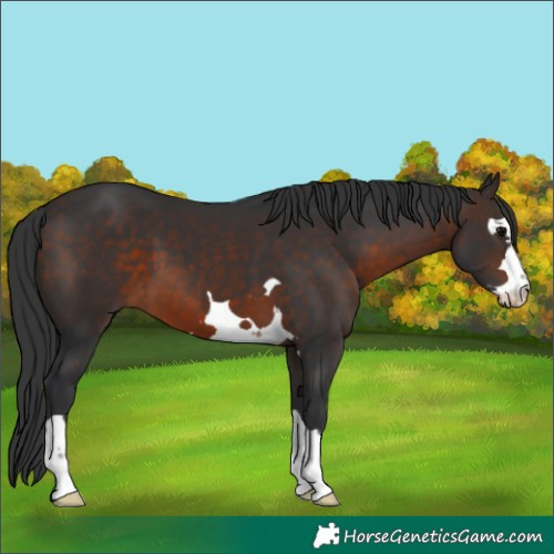 Horse Color:Brown 