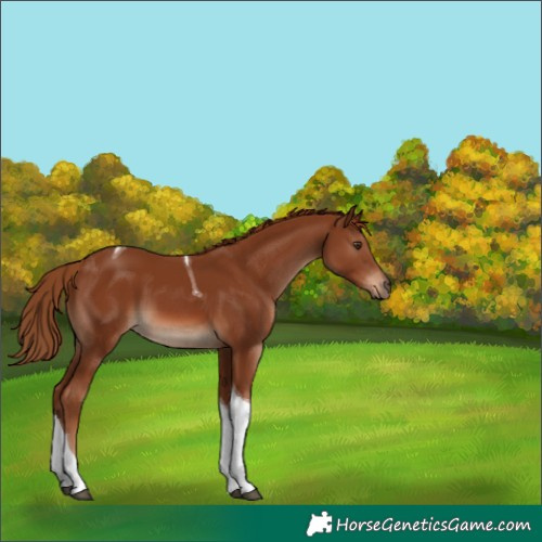 Horse Color:Chestnut Tobiano