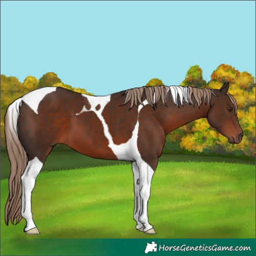 Horse Color:Liver Chestnut Tobiano 