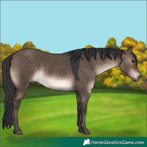 Horse Color:Brown Dun 