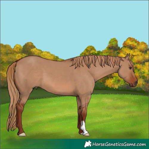 Horse Color:Red Dun 