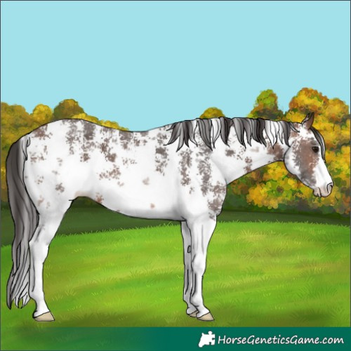 Horse Color:Brown Sabino