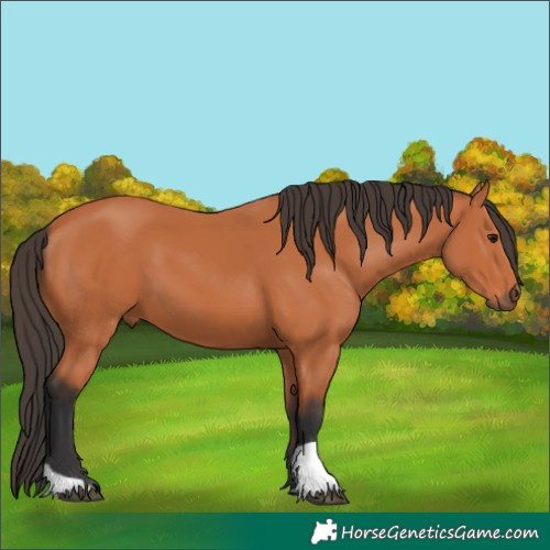Horse Color:Bay 