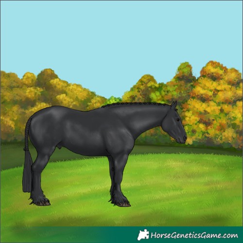 Horse Color:Black 