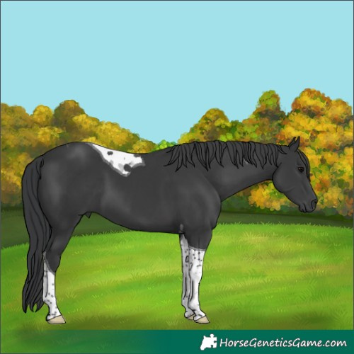 Horse Color:Black Tobiano