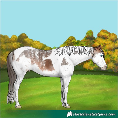Horse Color:Powder White Bay Splash Tobiano Varnish