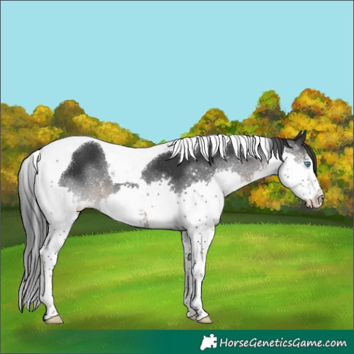 Horse Color:Black Splash Tobiano