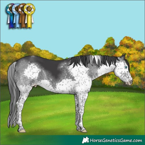 Horse Color:Black Splash Tobiano