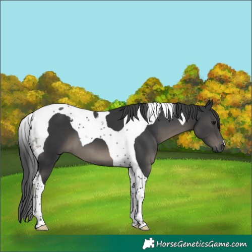 Horse Color:Black Tobiano
