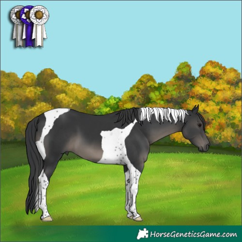 Horse Color:Black Tobiano 