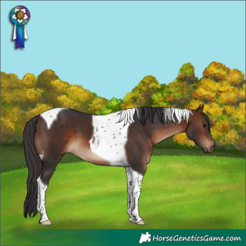 Horse Color:Brown Tobiano