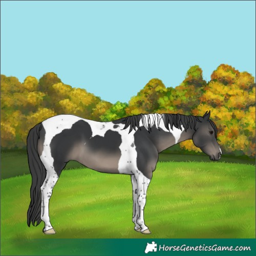 Horse Color:Black Tobiano