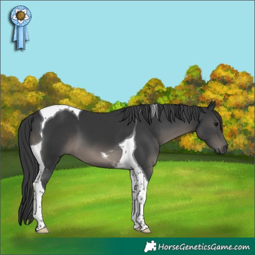 Horse Color:Black Tobiano