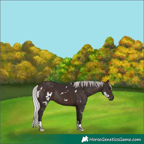 Horse Color:White Spotted Silver Brown Tobiano Rabicano