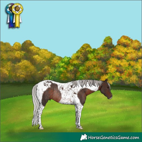 Horse Color:Silver Brown Tobiano Rabicano