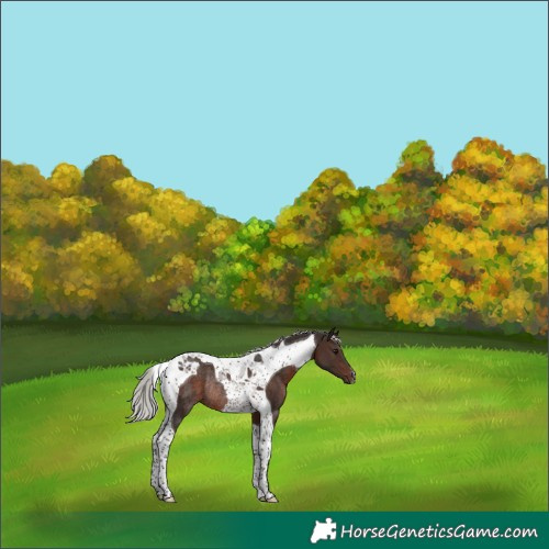 Horse Color:Silver Brown Tobiano Rabicano 