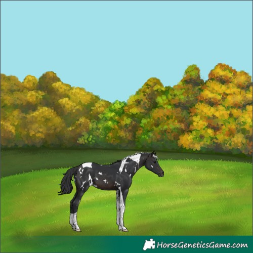 Horse Color:White Spotted Brown Tobiano 