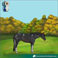 Horse Color:White Spotted Brown Tobiano