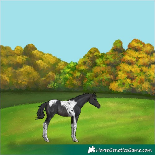 Horse Color:Brown Tobiano Rabicano 