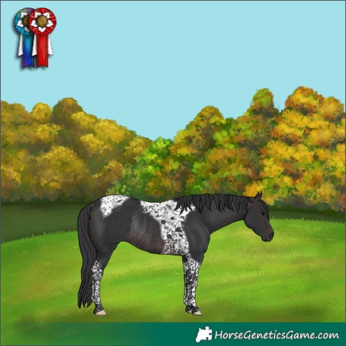Horse Color:Brown Tobiano Rabicano