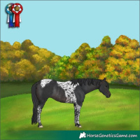Horse Color:Brown Tobiano Rabicano 