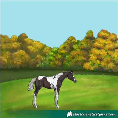 Horse Color:Silver Brown Tobiano 