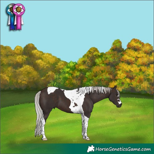Horse Color:Silver Brown Tobiano