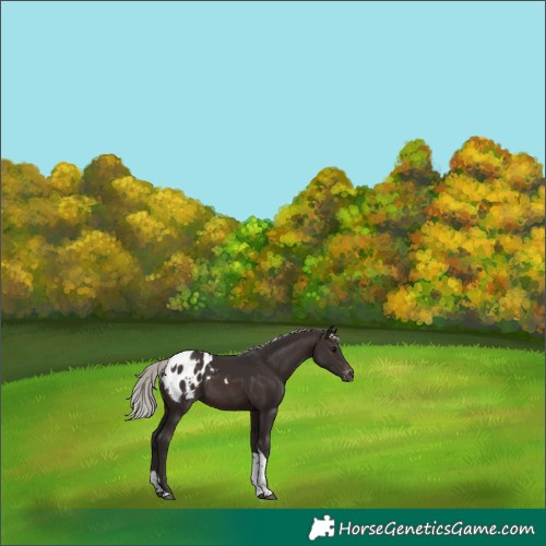Horse Color:Silver Brown Tobiano Appaloosa 